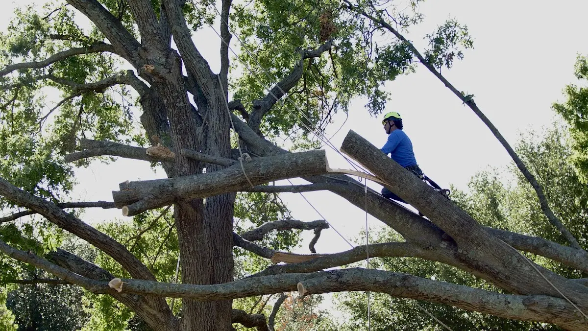 Professional Crown Thinning performed by certified arborists in Ardara