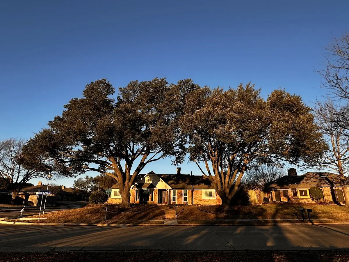Established residential canopy tree shading a home in Ardara